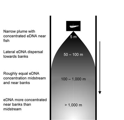 Spatial Heterogeneity of eDNA Transport Improves Stream Assessment of Threatened Salmon Presence, Abundance, and Location